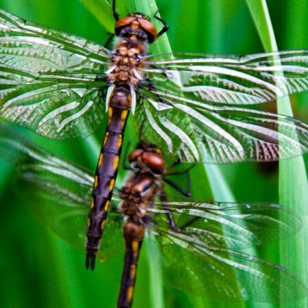 Dragon Flies
