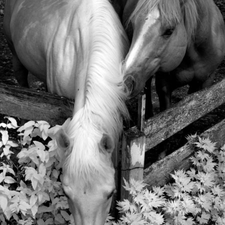 Horse Love