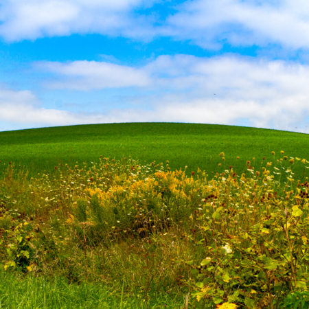 Simple grassy hill horizontal- Color