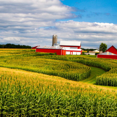 Red farm landscaped w Corn Color